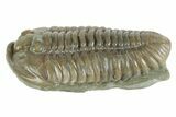 Prone Flexicalymene Trilobite - Mt Orab, Ohio #380310-1
